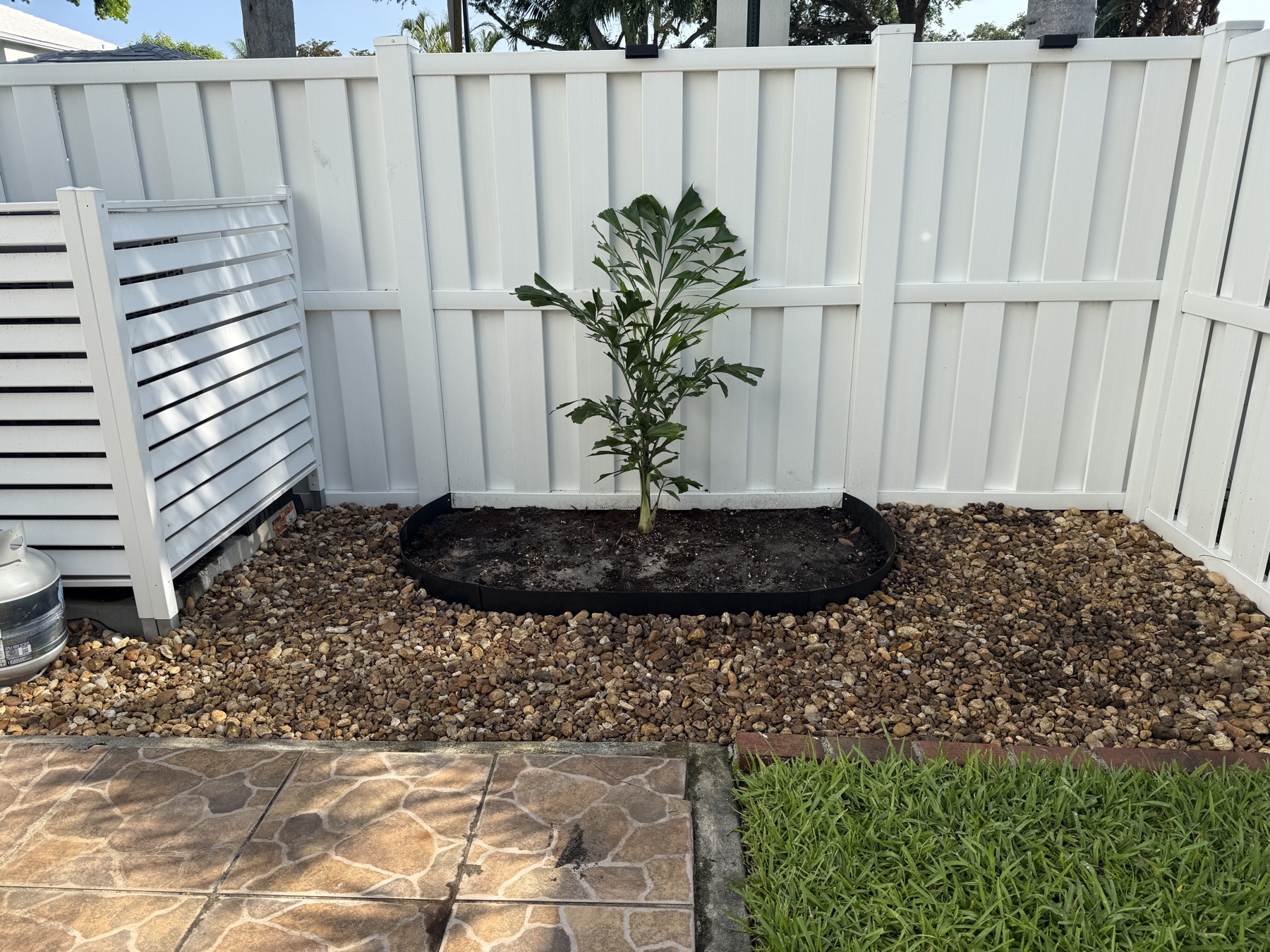 Newly planted dwarf fishtail palm in a mulch bed, mid-way through the backyard corner project