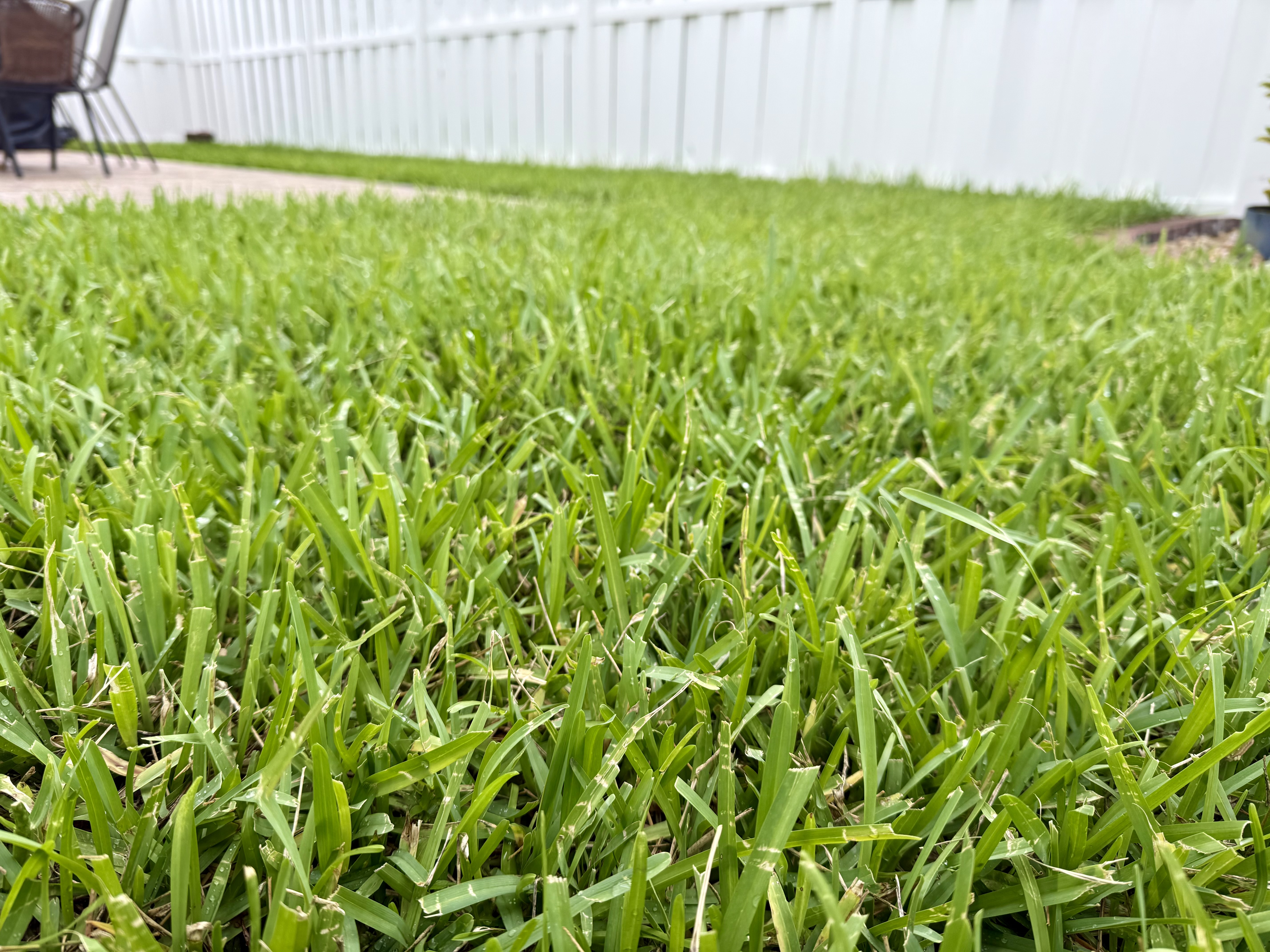 Current backyard — green St. Augustine lawn next to patio in Plantation FL