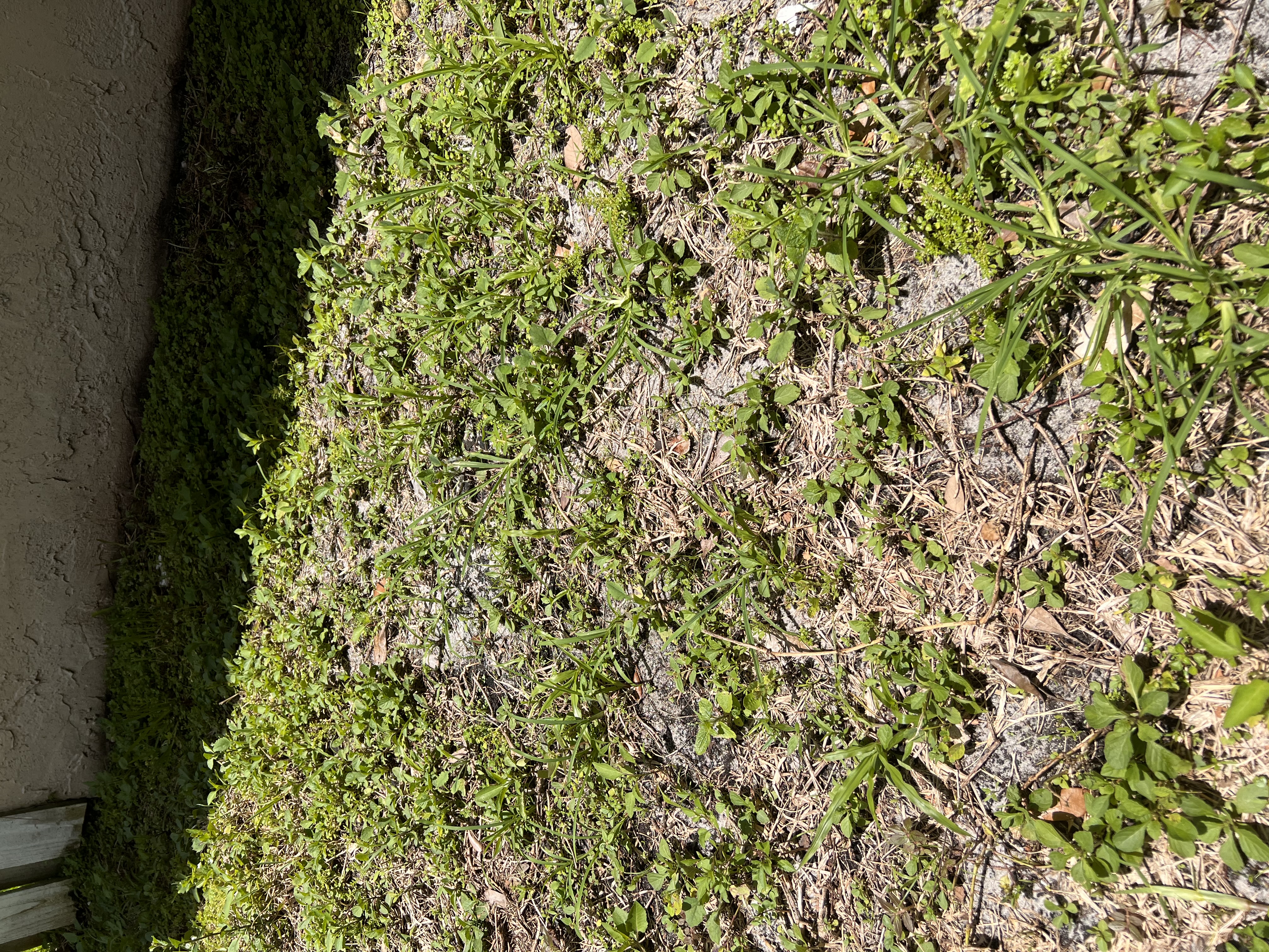 Close-up of weeds and bare patches before fertilizing program